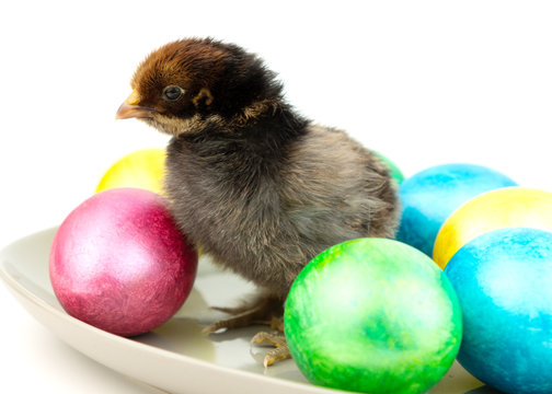 Small black chick with colorful easter eggs on white background.