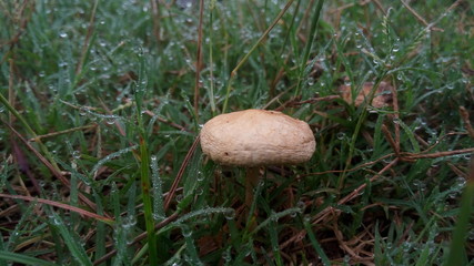 mushroom in the grass