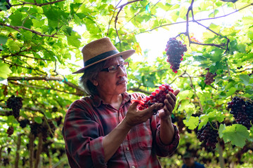 Senior Farmers Hands with Freshly Harvested Black or blue grapes.