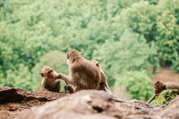 Long tail Macaque Monkey family sit on rock cliff in tropical forest in Thailand