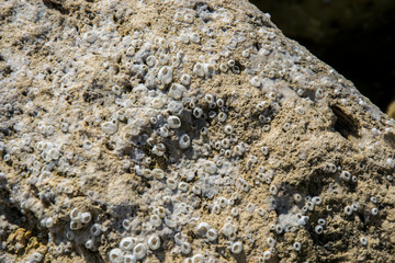 Natural texture, barnacle and oyster shells embedded on a rock on the beach, abstract background