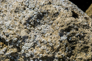 Natural texture, barnacle and oyster shells embedded on a rock on the beach, abstract background
