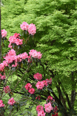 Fototapeta premium しゃくなげ