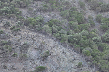 semi-desert vegetation at Kipos Beach in Samothraki Greece