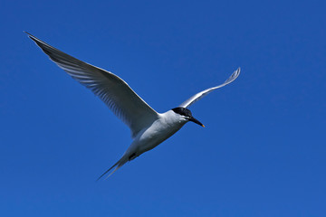 Sandwich tern (Thalasseus sandvicensis)
