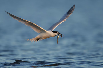 Sandwich tern (Thalasseus sandvicensis)