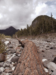 wood in the mountains