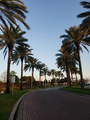Palm trees