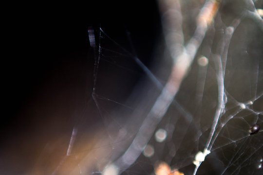 Low Angle View Of Spider Webs At Night
