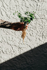 Man hand holding young green sprout with shadow and sunlight.
