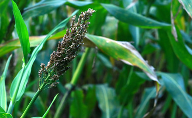 Sweet sorghum seeds on the tree.