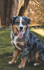 Mixed breed dog portrait