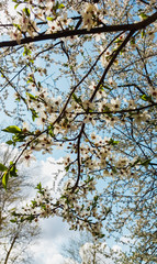 branch of a blossoming tree with white flowers against the sky in spring