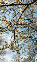 branch of a blossoming tree with white flowers against the sky in spring