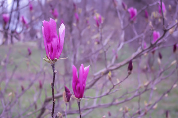 Branches of Bright purple magnolia flowers. Beautiful spring outdoors landscape. Fresh morning floral backdrop. Closeup of natural flowers.