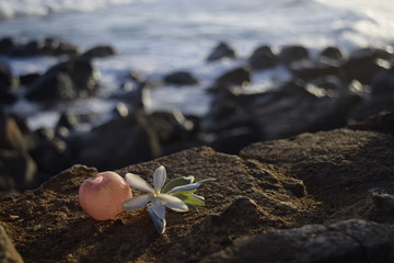 gifts of aloha from the beach