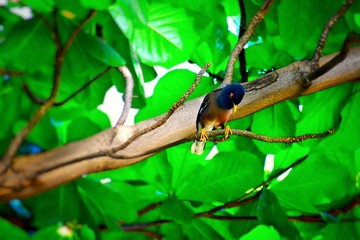 Bird hiding from my photo