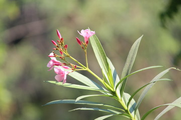 pink flowers in the garden