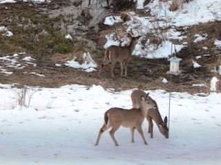 Deer Feeding in Snow