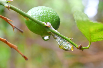 Green lemon fruit , water drop and worm on  tree branch