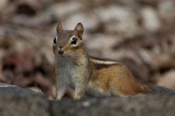 Chipmunk