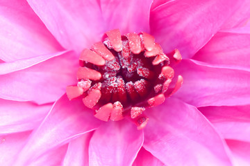 Close up of red lotus flower blooming or waterlily