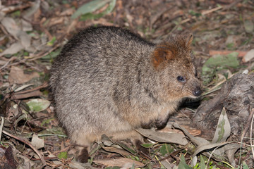 Quokka