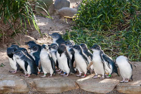 A group of Little Penguins showing colored leg bands at a zoo