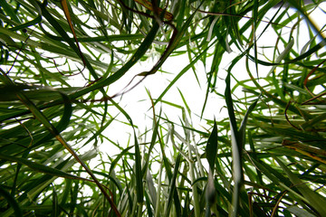 grass for growing cattle