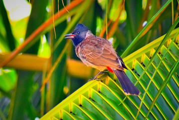 bird on a branch
