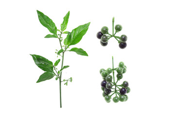 Black nightshade, fruits, leaves, poisonous plant, white background