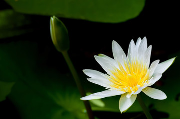 white water lily bloom in dark background with green bud and lotus leaf