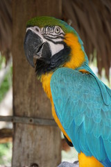 Blue and Gold Macaw