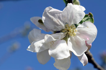 Fototapeta na wymiar Blossoming sprig of pear against the blue sky.