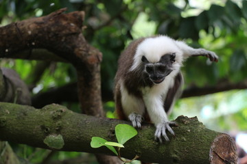 Zoo Singapore