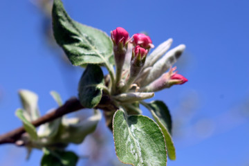 Blossoming sprig of pear against the blue sky.
