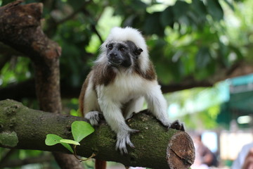 Zoo Singapore