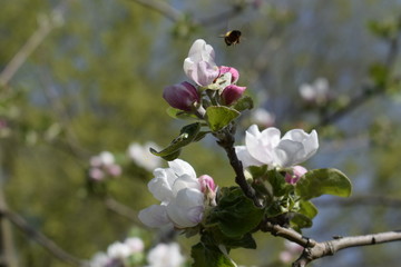A bee pollinates a flowering pear. Blooming pear tree twig in a spring garden.