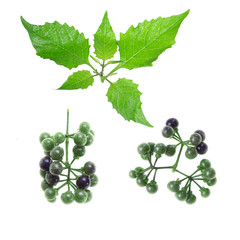 Black nightshade, fruits, leaves, poisonous plant, white background