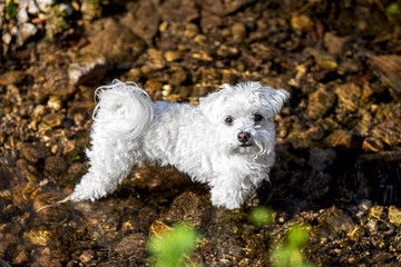little maltese dog standing in a creek