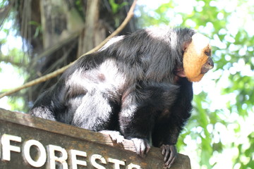 Zoo Singapore