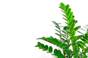 green Zamioculcas zamiifolia plant with white pot on wooden table House plant, home decor concept