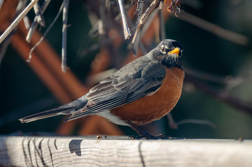 American Red Breasted Robin on a fence in a backyard in the springtime in Winnipeg, Manitoba