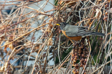 American Red-Breasted Robin picking grapes on the vine after winter in the backyard, Winnipeg, Manitoba, Canada