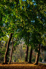 alley and fallen leafy trees on a beautiful autumn day