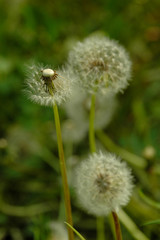 white dandelion on the green grass