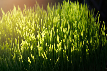 Close up wheatgrass  background