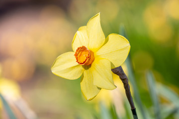 Blooming yellow narcissus in spring