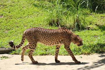Singapore Zoo