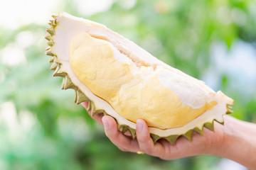 Fototapeta na wymiar Hand holding ripe durian tropical fruit green nature background